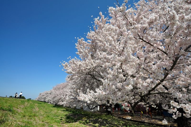 三本地区の桜並木