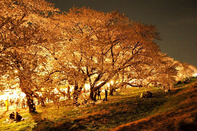 「熊谷桜堤」見事な夜桜