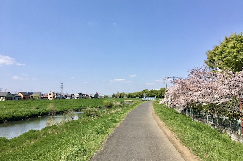 川沿いの「コスモス街道」