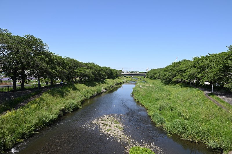 春には「黒目川花まつり」が開かれる「黒目川桜堤」