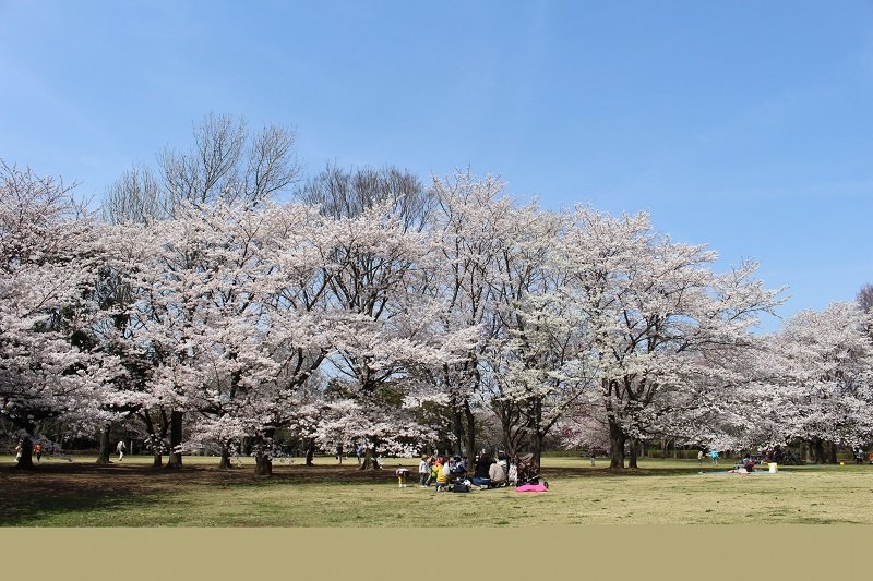 桜の広場