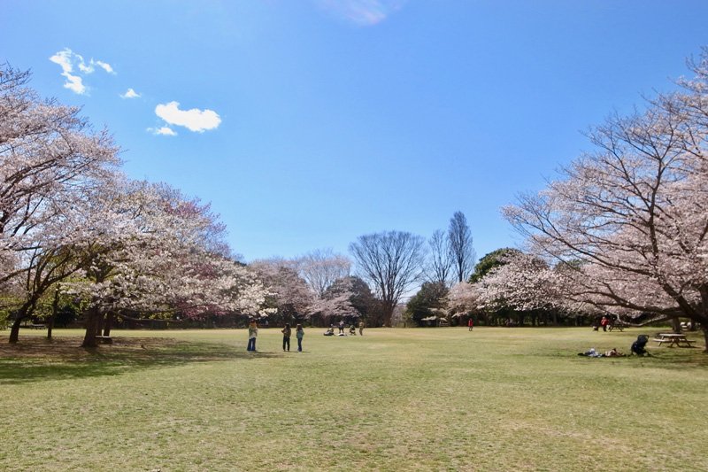 「柏の葉公園」に咲く桜