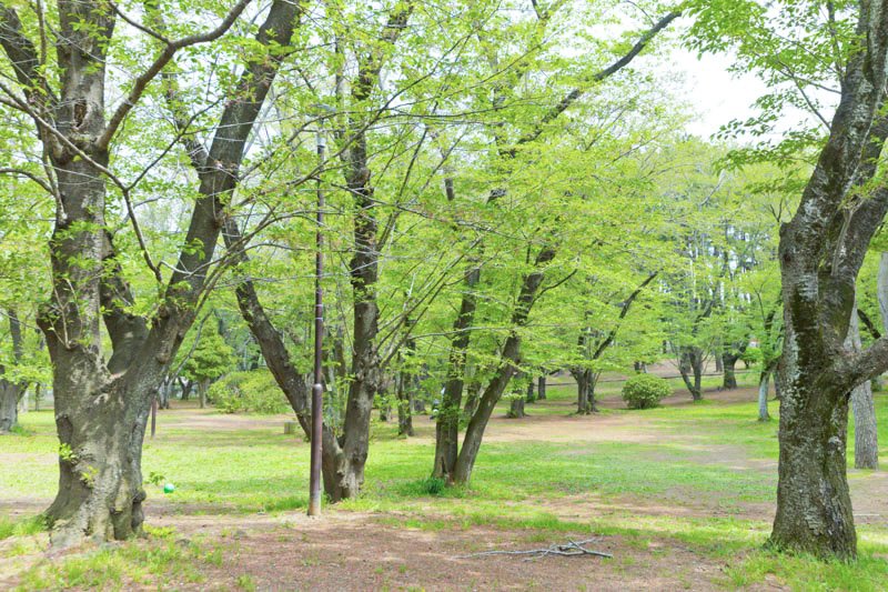 北習志野近隣公園