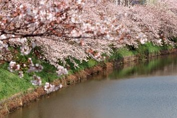 屋形船から贅沢に桜を楽しむ春の一日