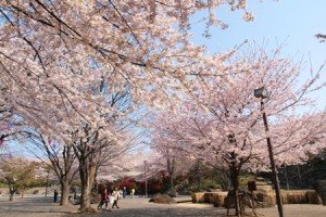 飛鳥山公園