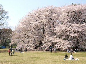 砧公園