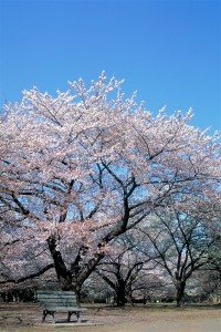 春の桜園地