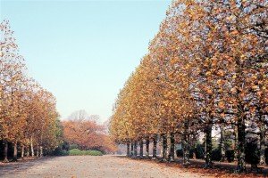 秋のフランス式整形庭園