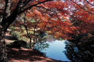 モミジが色づく秋のイギリス風景式庭園