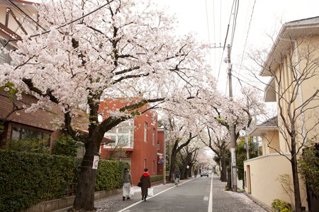 成城通りの桜並木