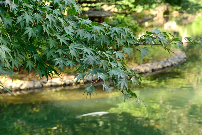 神田川沿いに東西に広がる自然豊かな「江戸川公園」
