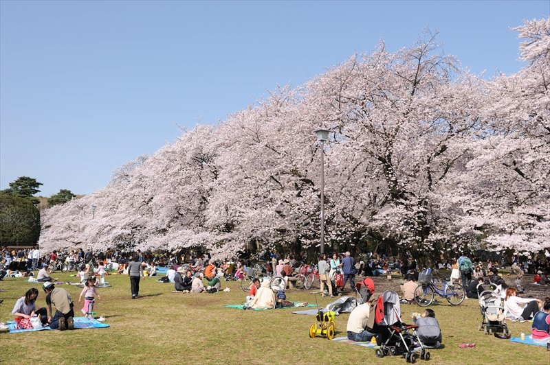 武蔵野の自然と賑わいを満喫♪多彩なアクティビティが楽しめる周辺エリアの公園特集