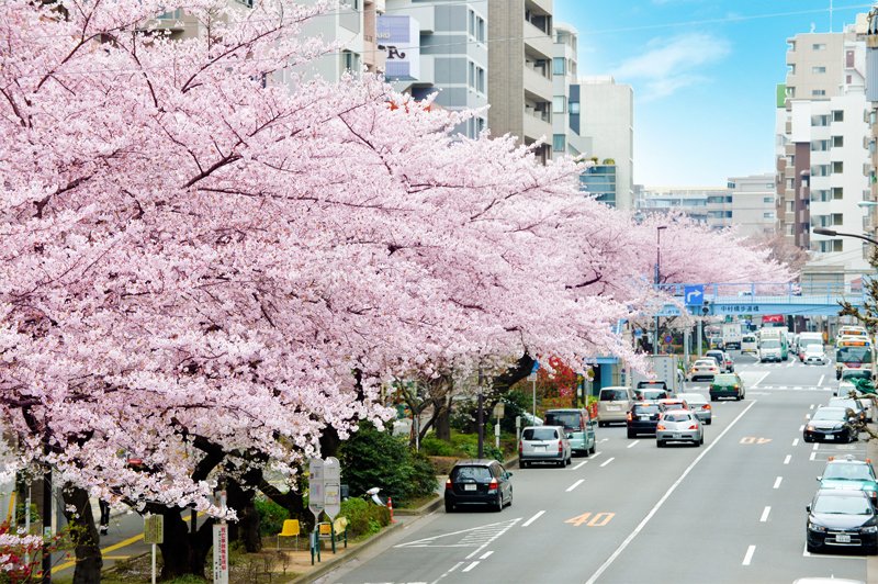 中村橋エリア付近の千川通りの桜並木