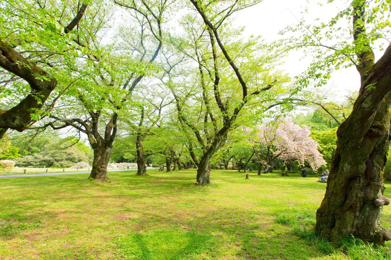 豊かな緑が広がる「小石川植物園」