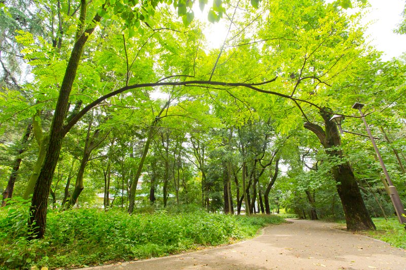 緑豊かな「江古田の森公園」