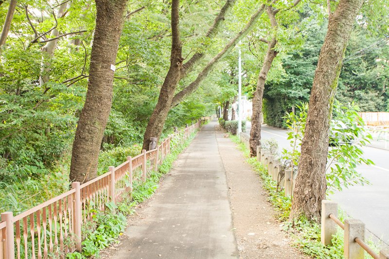 玉川上水と小金井公園の緑に抱かれた穏やかな街、小平市回田町