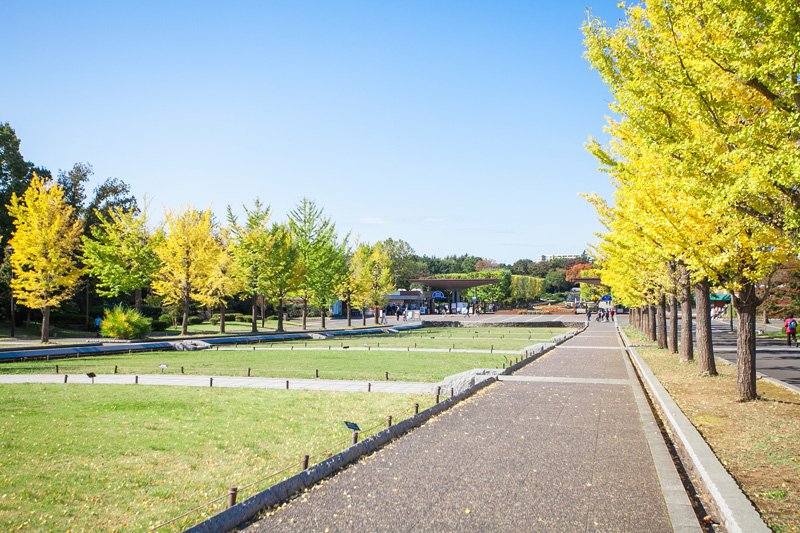 全長200mの水路の両脇にはイチョウの木が整然と並ぶ