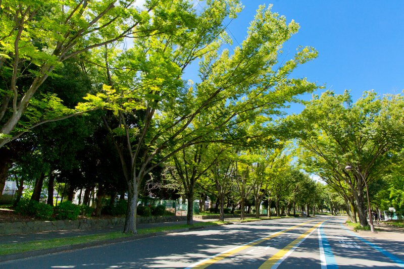 駒沢オリンピック公園