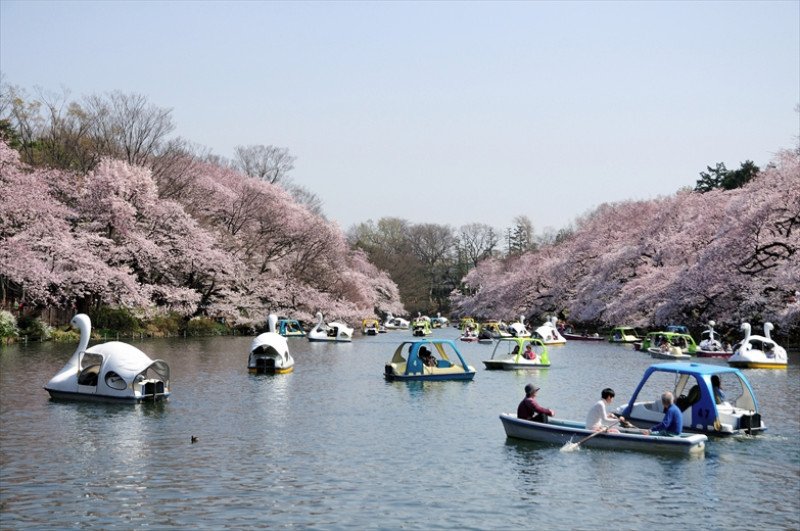 桜の名所としても知られる「井の頭公園」
