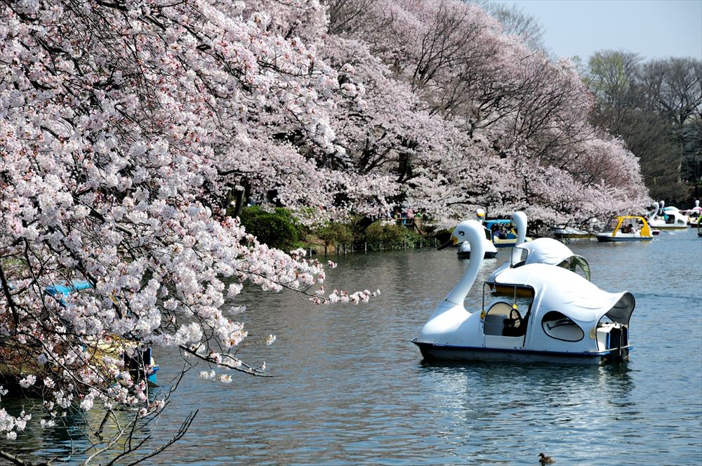 現在も多くの人で賑わう「井の頭恩賜公園」