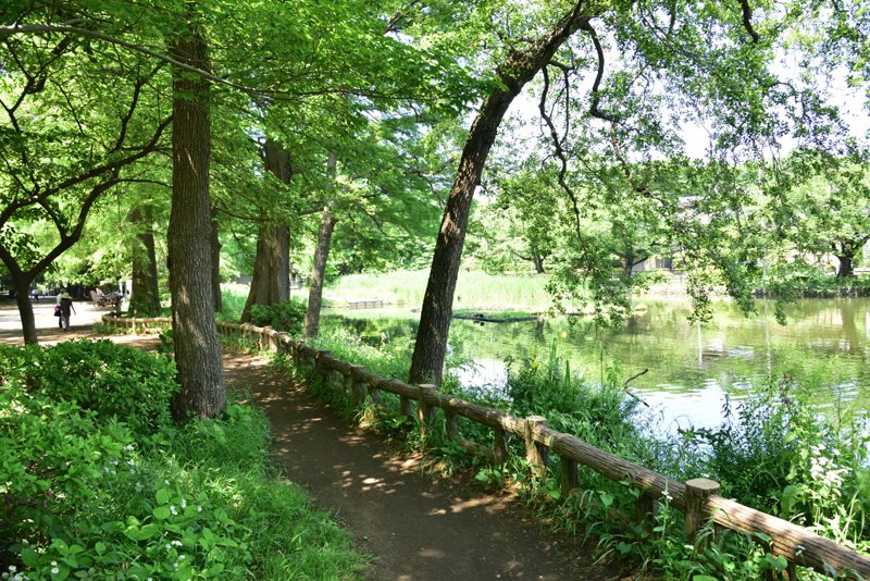 水と緑を楽しめる「石神井公園」