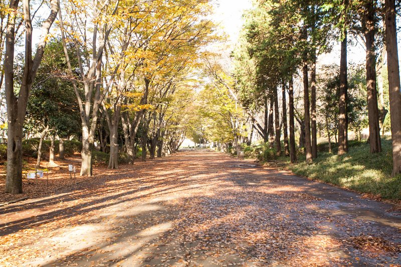 豊かな緑が広がる「鶴間公園」