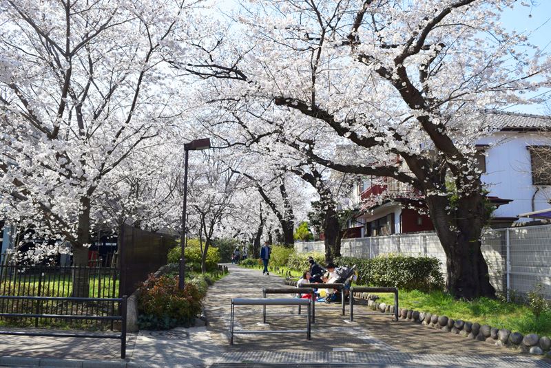 春は桜が美しい「田柄川緑道」