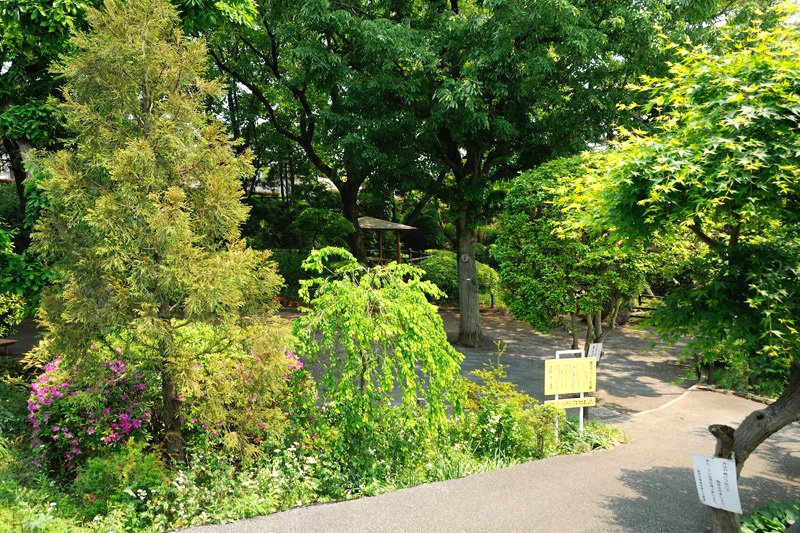 つつじヶ丘公園