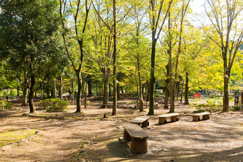 緑が美しい「都立石神井公園」