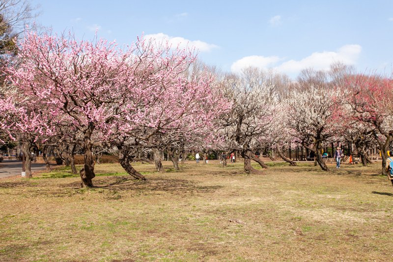 緑が美しい「東京都立砧公園」