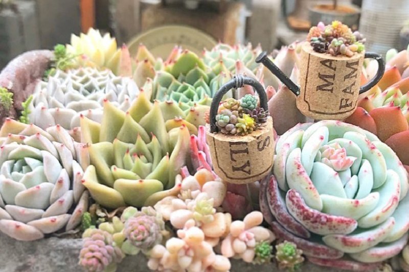 下北沢ケージで多肉植物イベント「Succulent Mania」が開催されました！