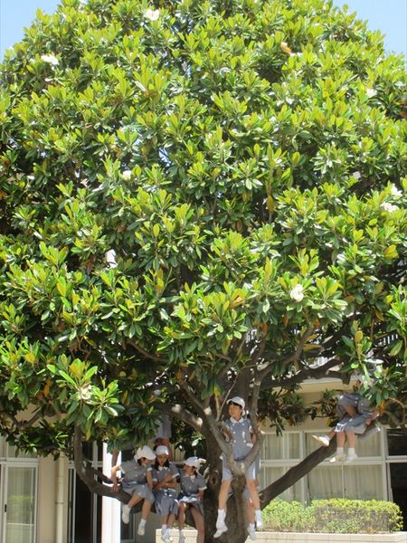 3年生から登っていいタイサンボクの木