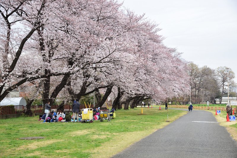桜も美しい「東京大学大学院農学生命科学研究科附属生態調和農学機構 西東京フィールド」
