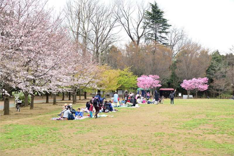 春には花見を楽しめる「西東京いこいの森」