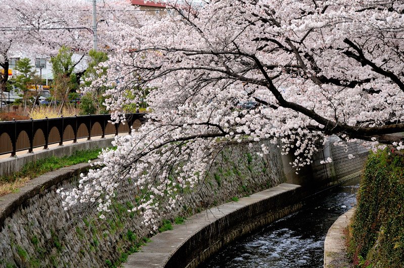 妙正寺川沿いの桜並木