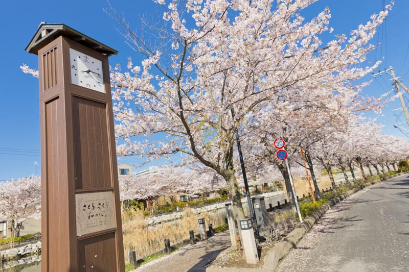 花見の名所として知られる「新川千本桜」