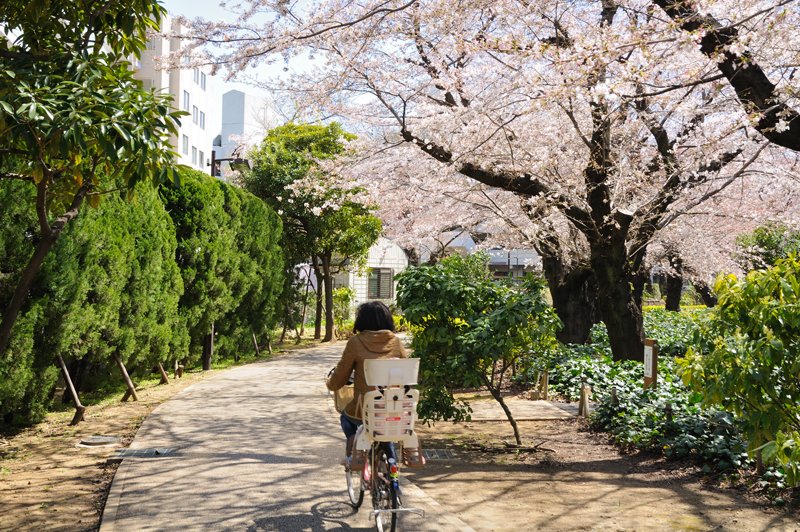 桜並木が各所にみられる