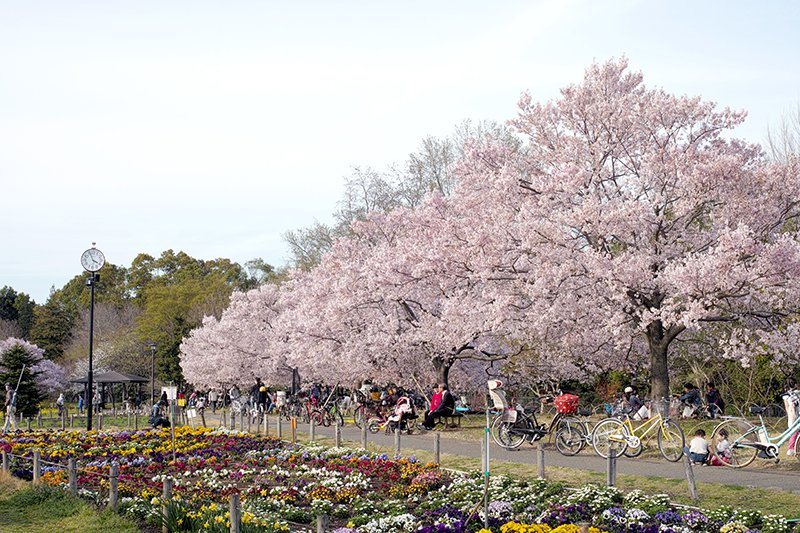 「蘆花恒春園」も桜の名所