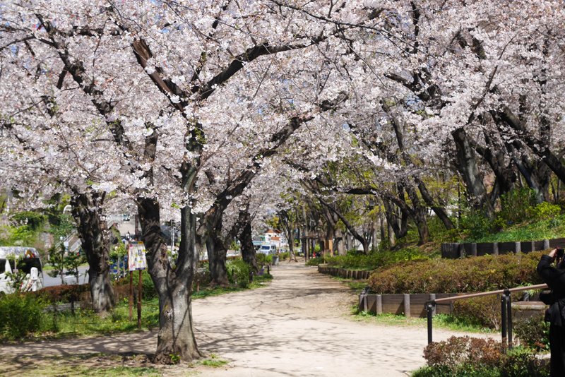 春には桜を楽しめる