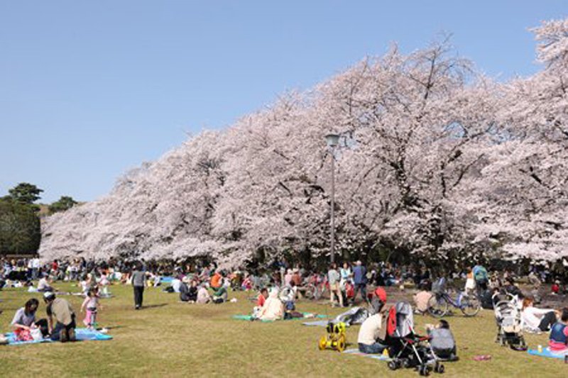 小金井公園（桜の時期）