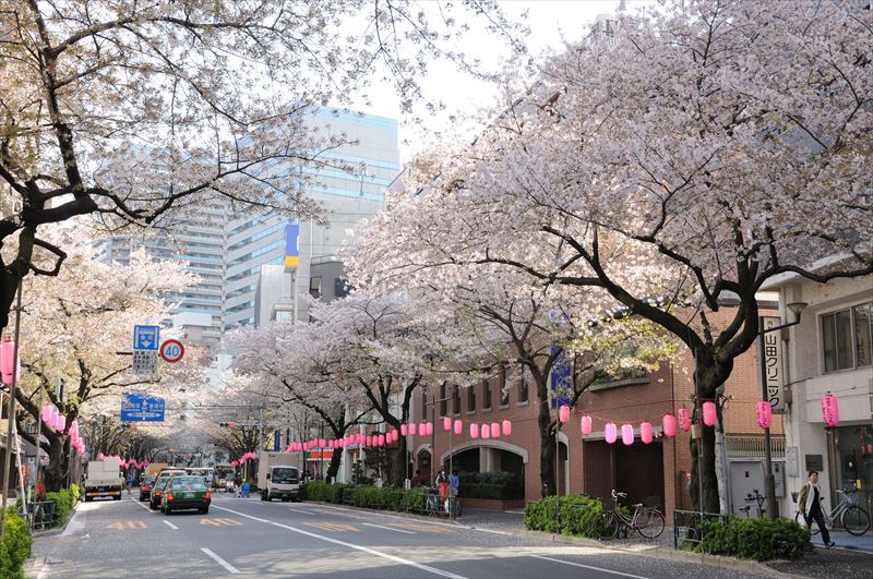 春の「中野通り」の桜並木