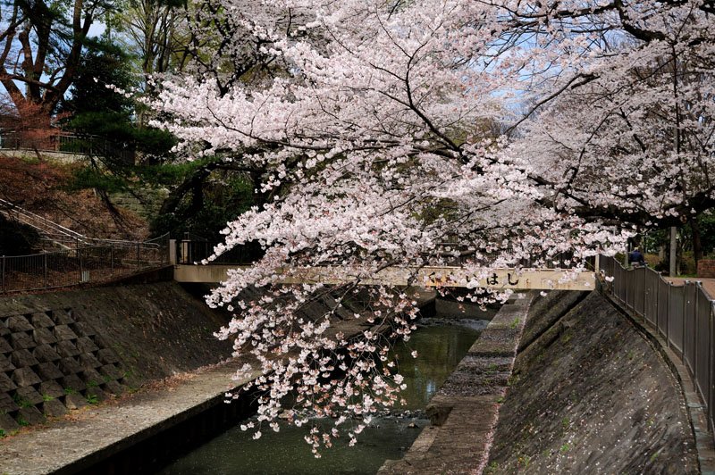 桜の名所としても知られる「和田堀公園」