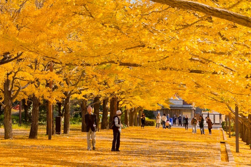 四季折々の風景を楽しめる「国営昭和記念公園」