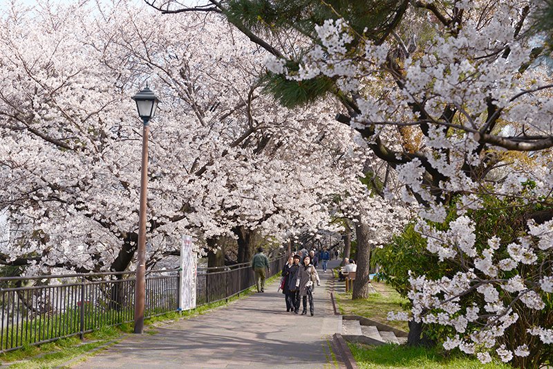 「外濠公園」の桜並木