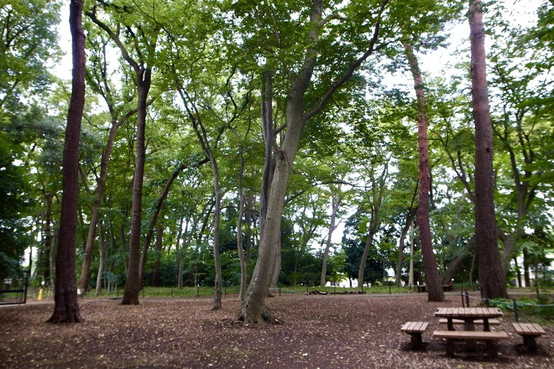 区内最大級の樹林地「三井の森公園」
