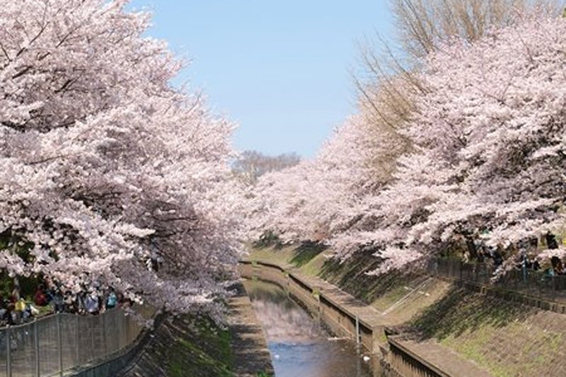 桜の名所として知られる「都立善福寺川緑地」