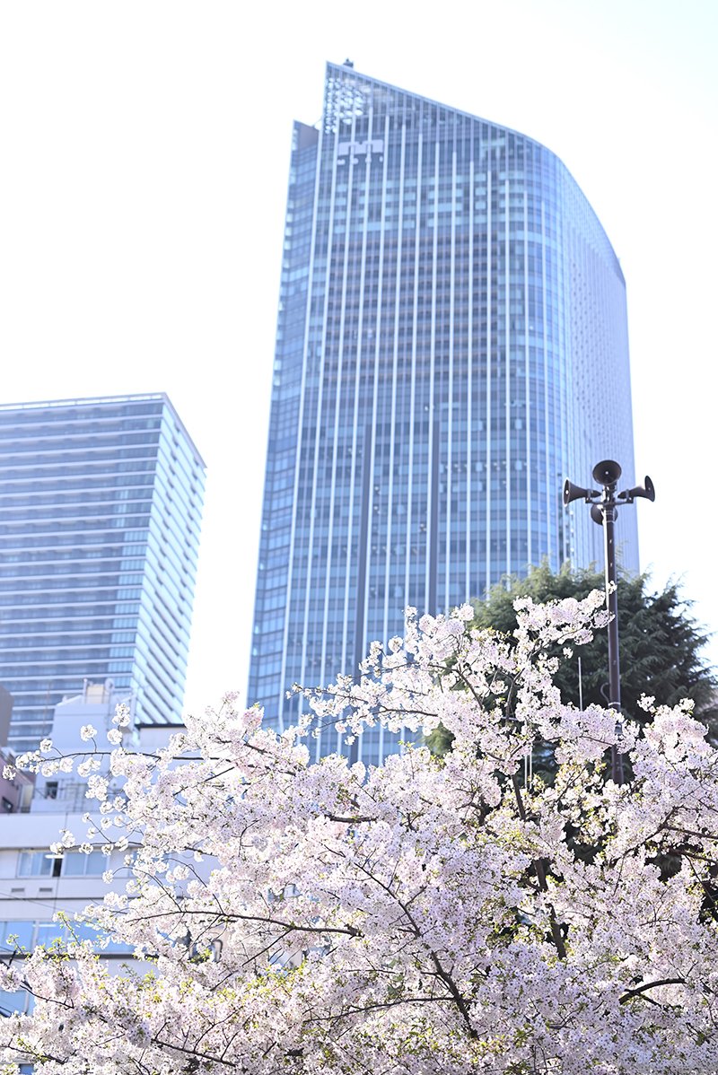 春には桜が楽しめる「南桜公園」