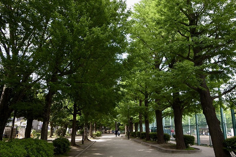 梅の名所としても知られる「羽根木公園」