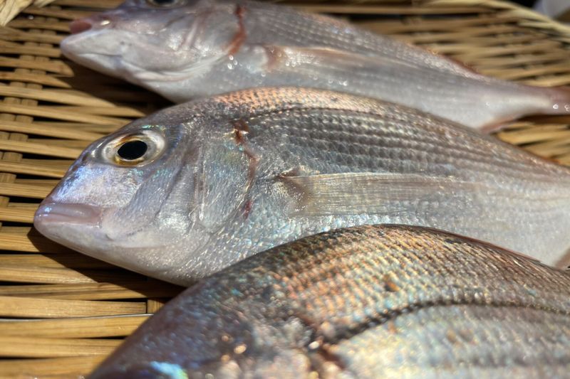 夏から秋にかけて美味しい「カスゴ」など、選び抜かれた旬の美味しい魚が揃う