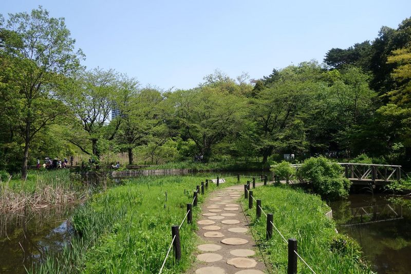 さまざまな植物が水面に映え、美しい風景を醸し出す「水生植物園」（画像提供：国立科学博物館附属自然教育園）